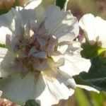 Halbstrauchige Stockrose kombinieren