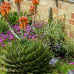 Aloe kombinieren
