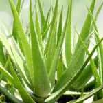 Krankheiten und Parasiten der Aloe