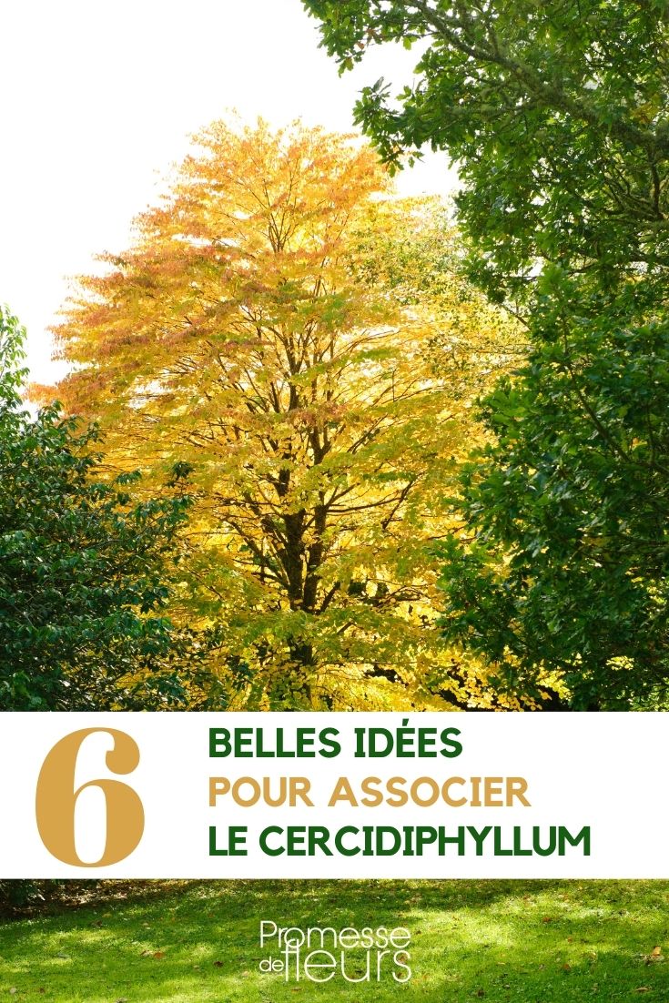 Den Korkbaum kombinieren