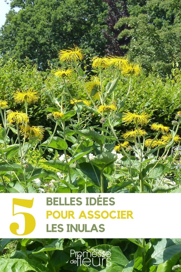 Die Goldwurz (Inula helenium) im Garten