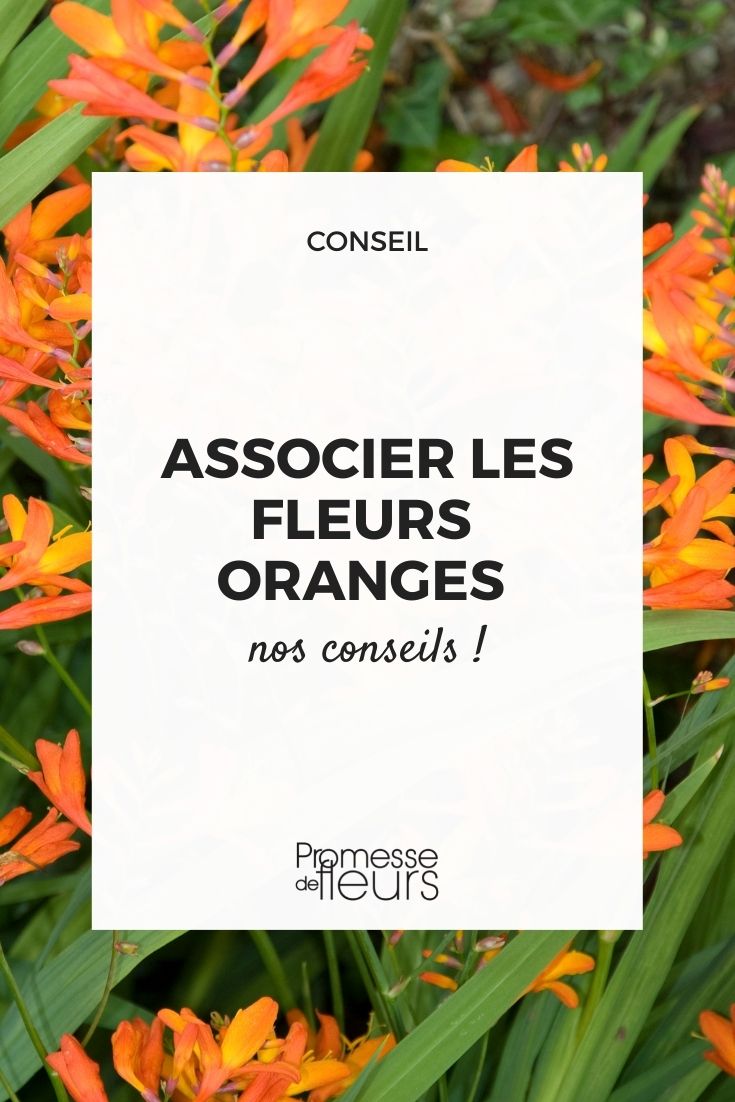 Blumenkombinationen in Orange