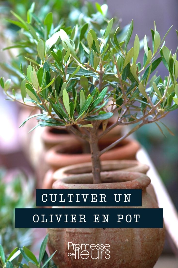 Olivienkultur im Topf - Olea europaea