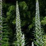 Echium (Natternkopf) kombinieren