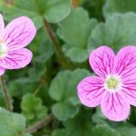 Erodium im Topf kultivieren