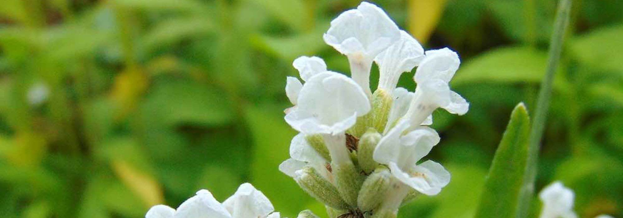 Lavendel: die schönsten weißen Sorten