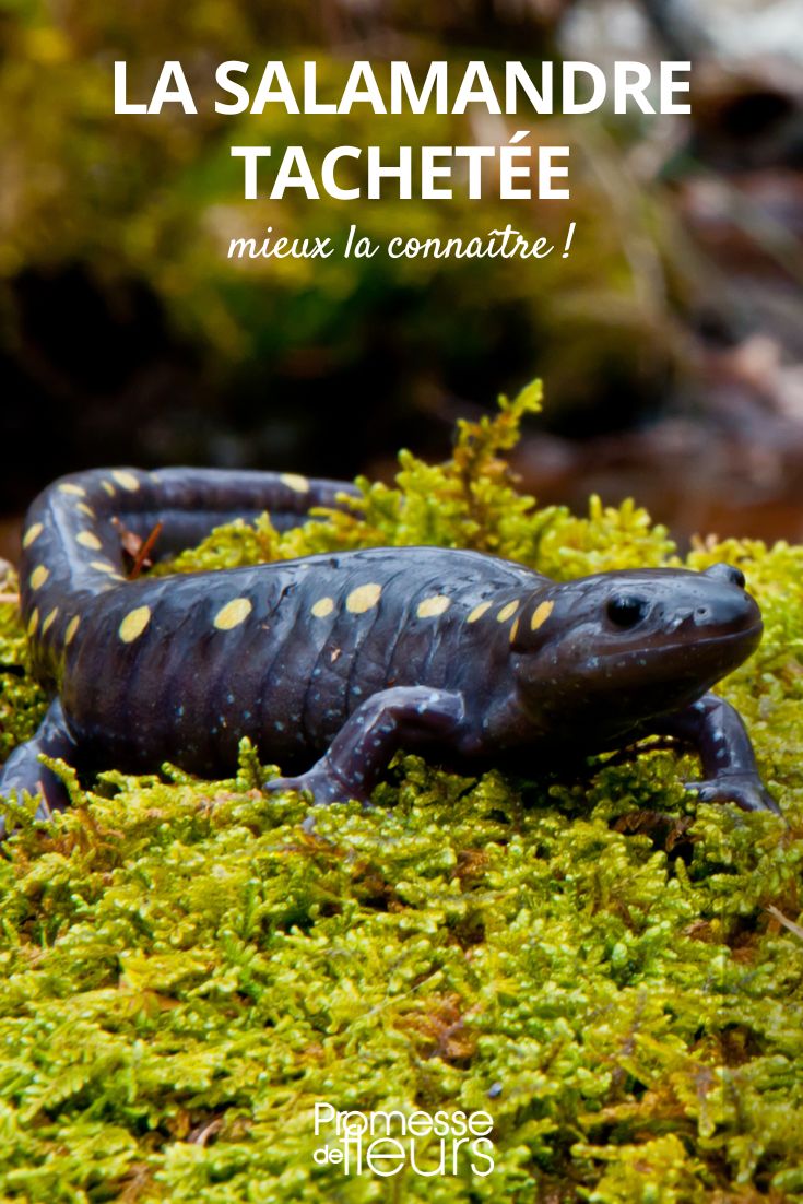 Salamander