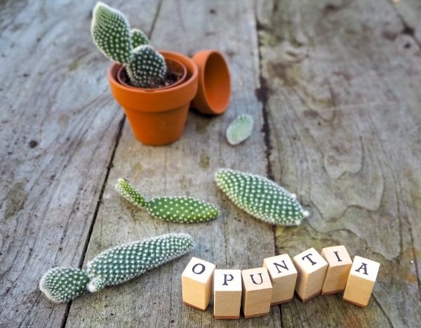Opuntia, den Feigenkaktus, vermehren