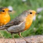 Garten für Rotkehlchen attraktiv gestalten
