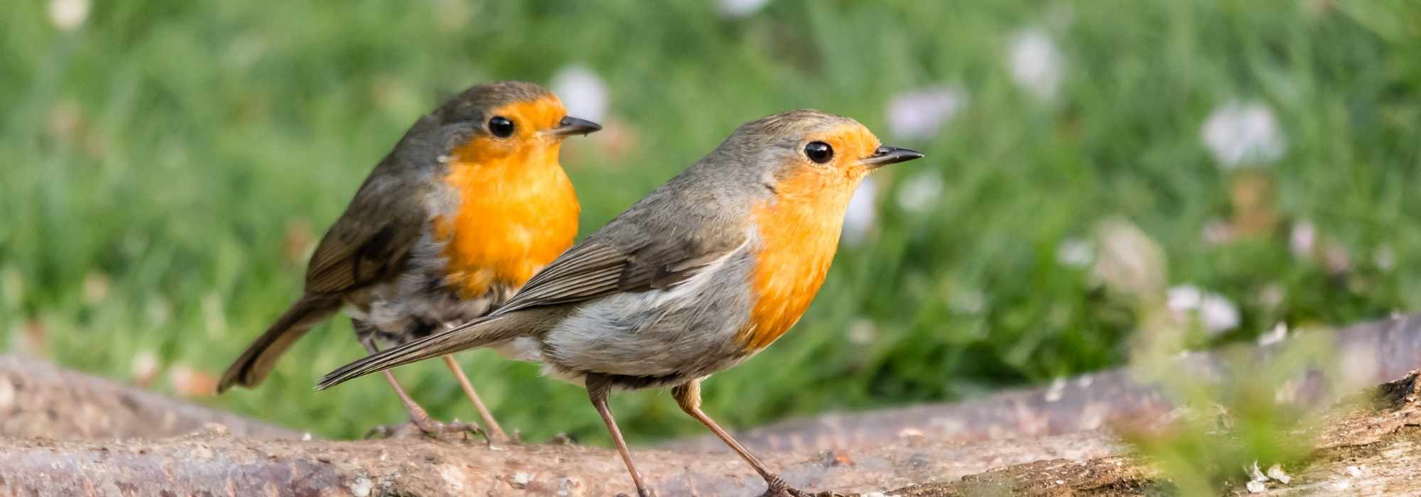 Garten für Rotkehlchen attraktiv gestalten