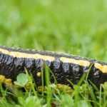 Der Feuersalamander
