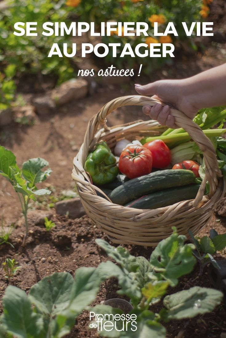 einfache Tipps für den Gemüsegarten