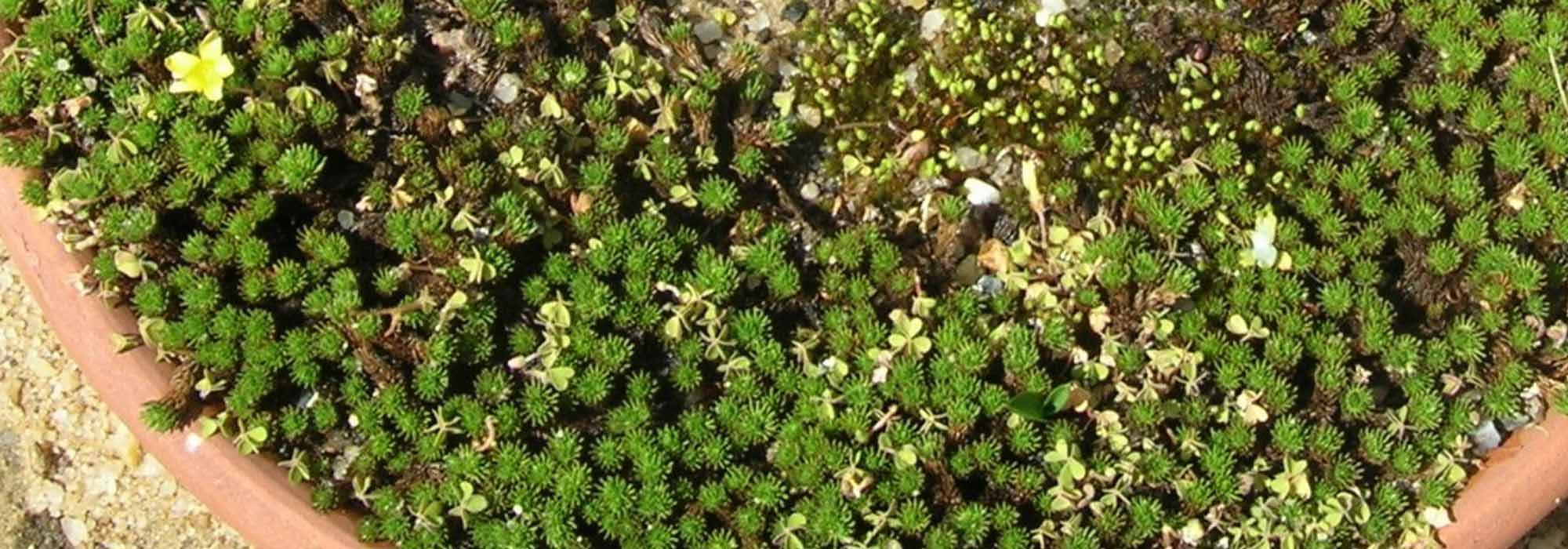 Leptinella im Topf kultivieren?