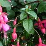 Fuchsien kombinieren