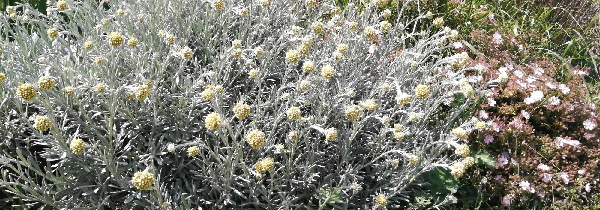 Helichrysum kombinieren?