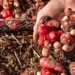 6 trockenheitsverträgliche Gemüse