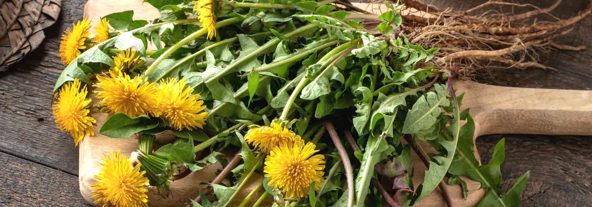 6 Pflanzen zur Leberreinigung