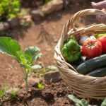 Gemüsegarten leichter machen: unsere Tipps