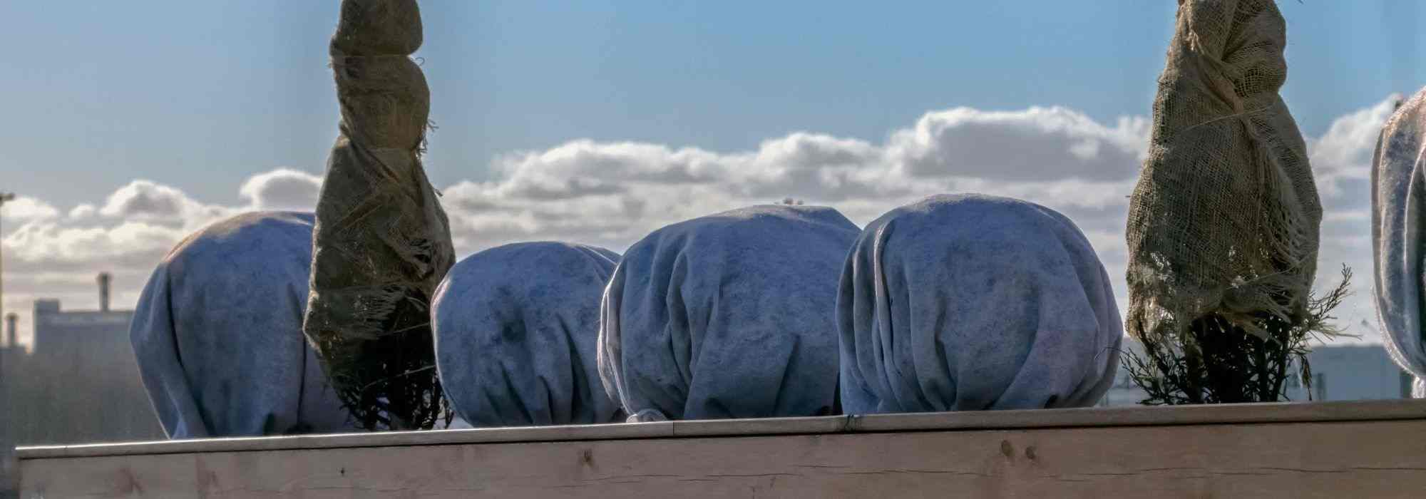 Balkonpflanzen im Winter schützen