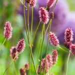 6 Ideen für Kombinationen mit Wiesenknopf