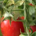 Irrtümer beim Tomatenanbau