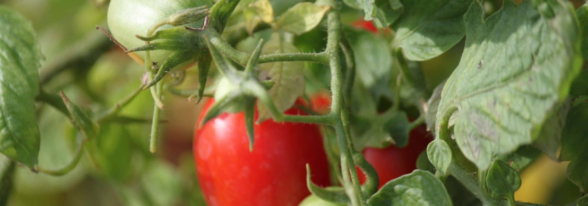 Irrtümer beim Tomatenanbau