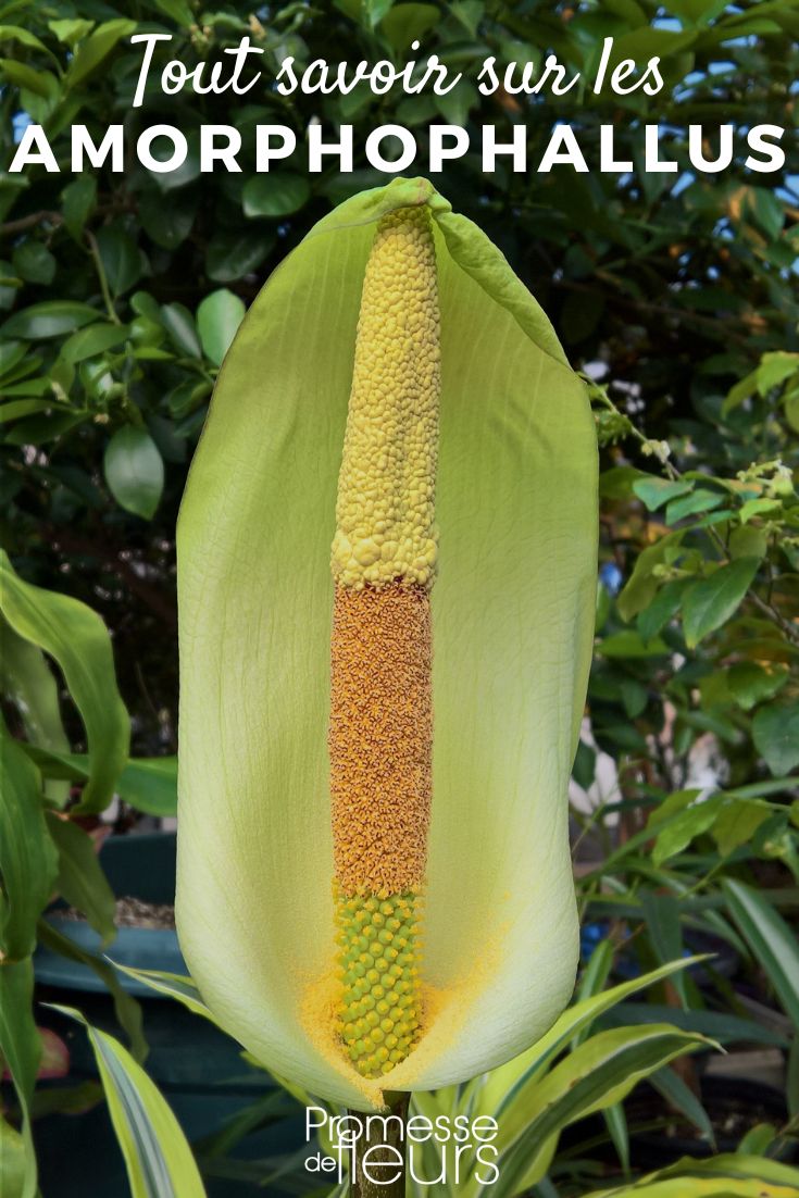 Amorphophallus Pflanzenporträt