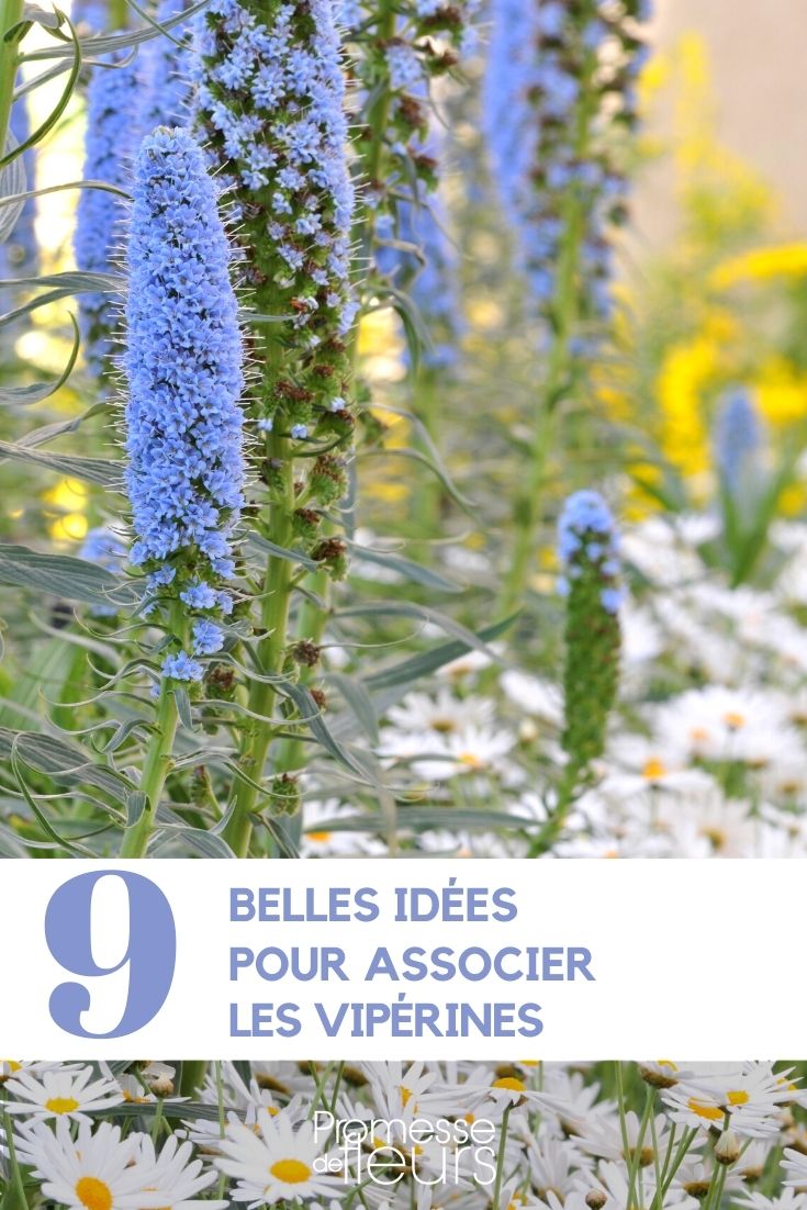 Vipern oder Echium kombinieren