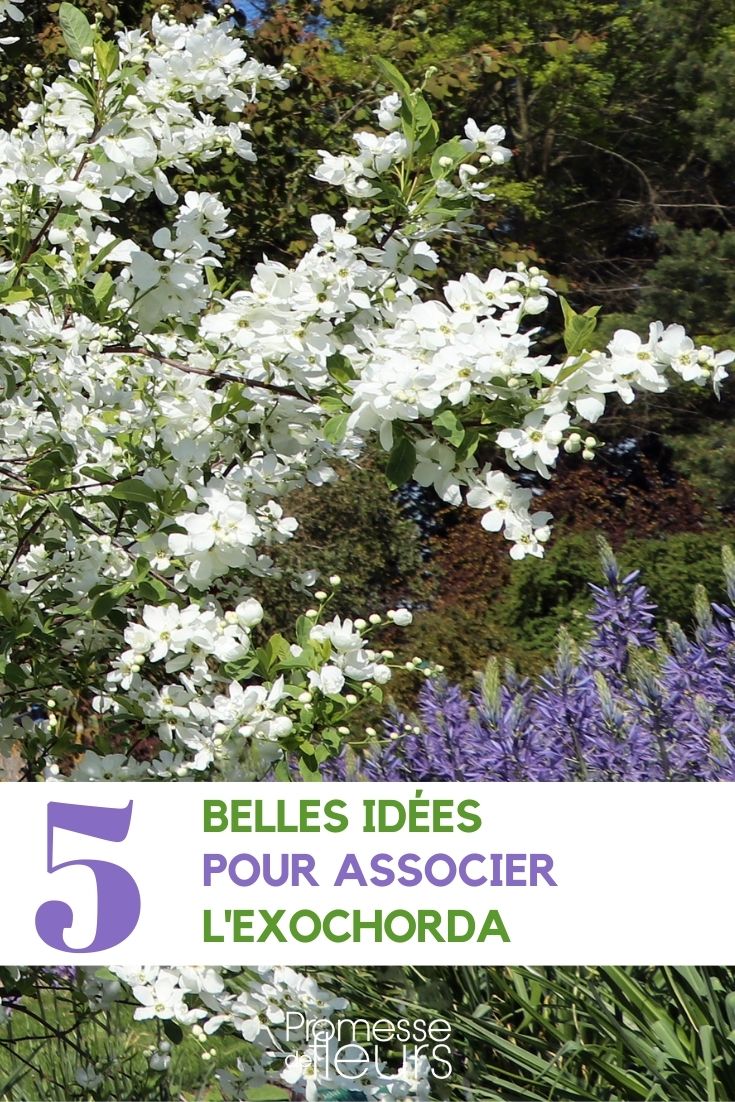 Exochorda kombinieren