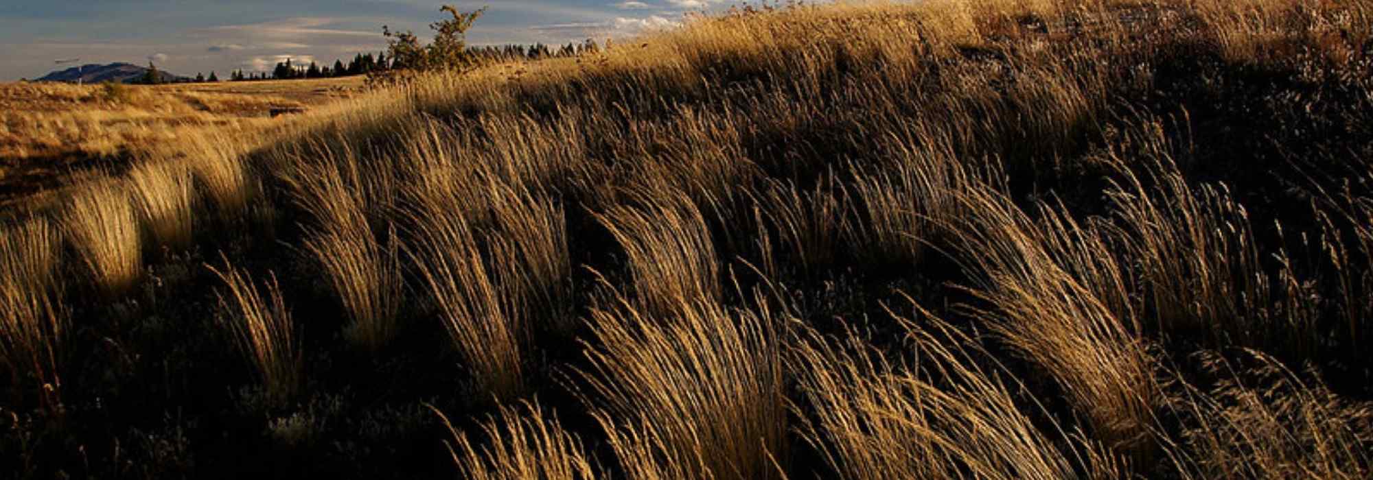 Chionochloa pflanzen und pflegen