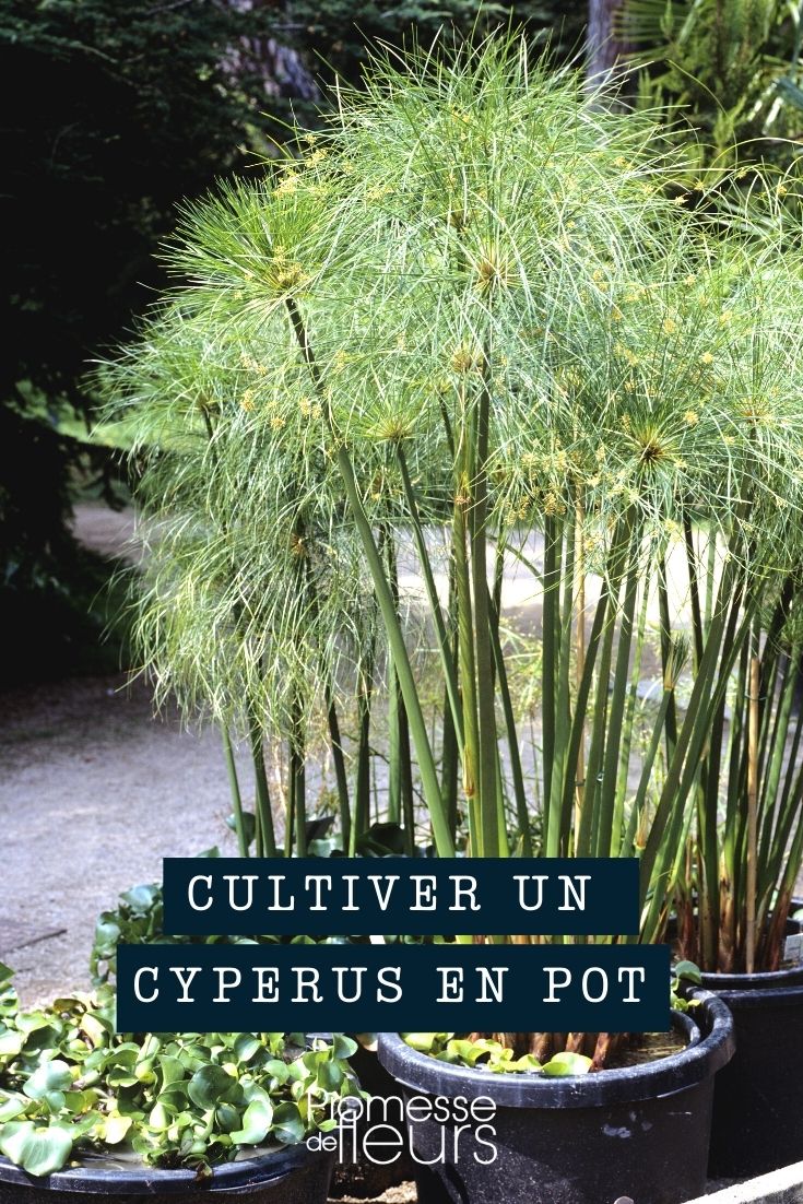 Einen Cyperus im Topf kultivieren