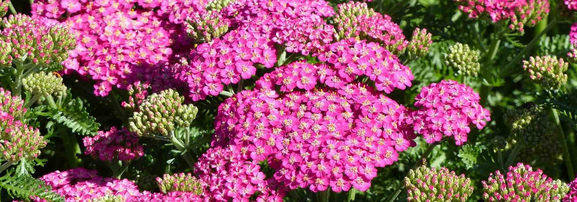 7 rosa Garben für jeden Garten
