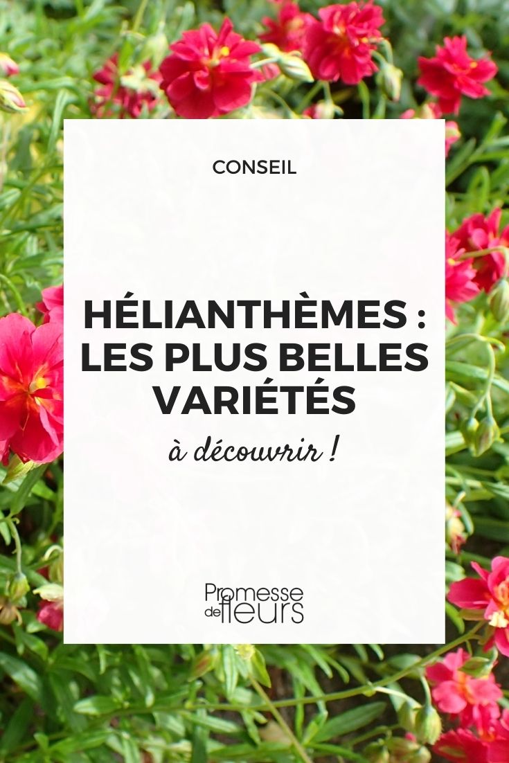 Hier ist die Übersetzung des Begriffs:

Helianthemum → Sonnenröschen