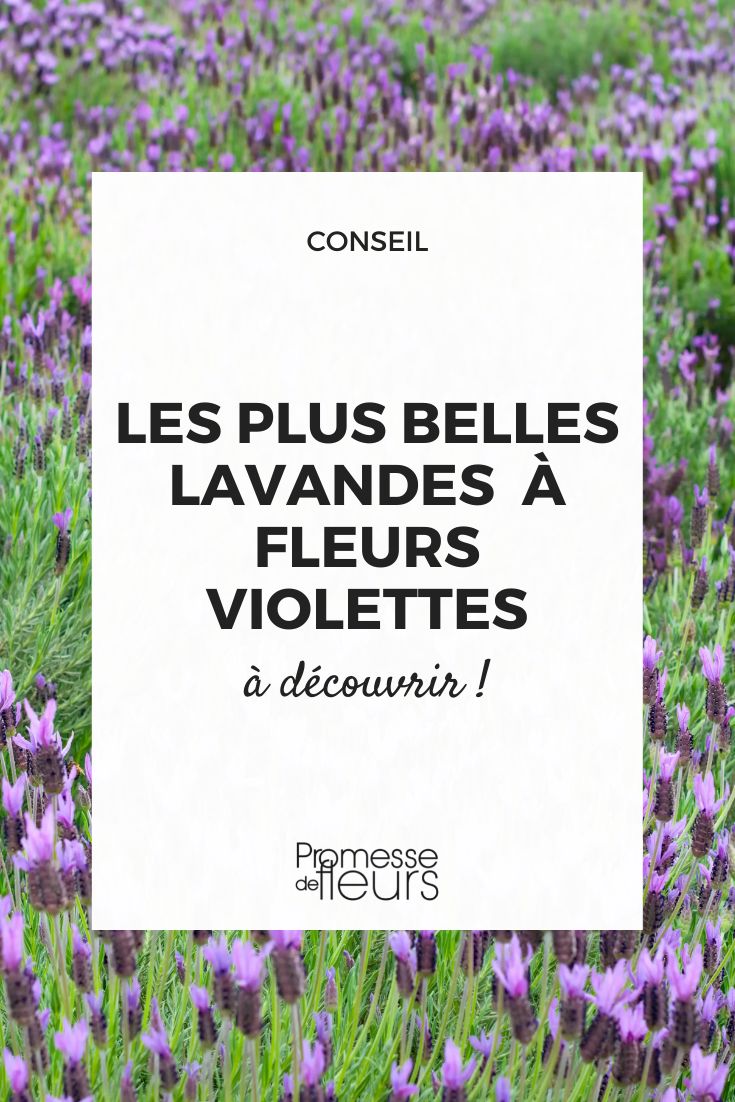 Lavendel mit violetter Blüte