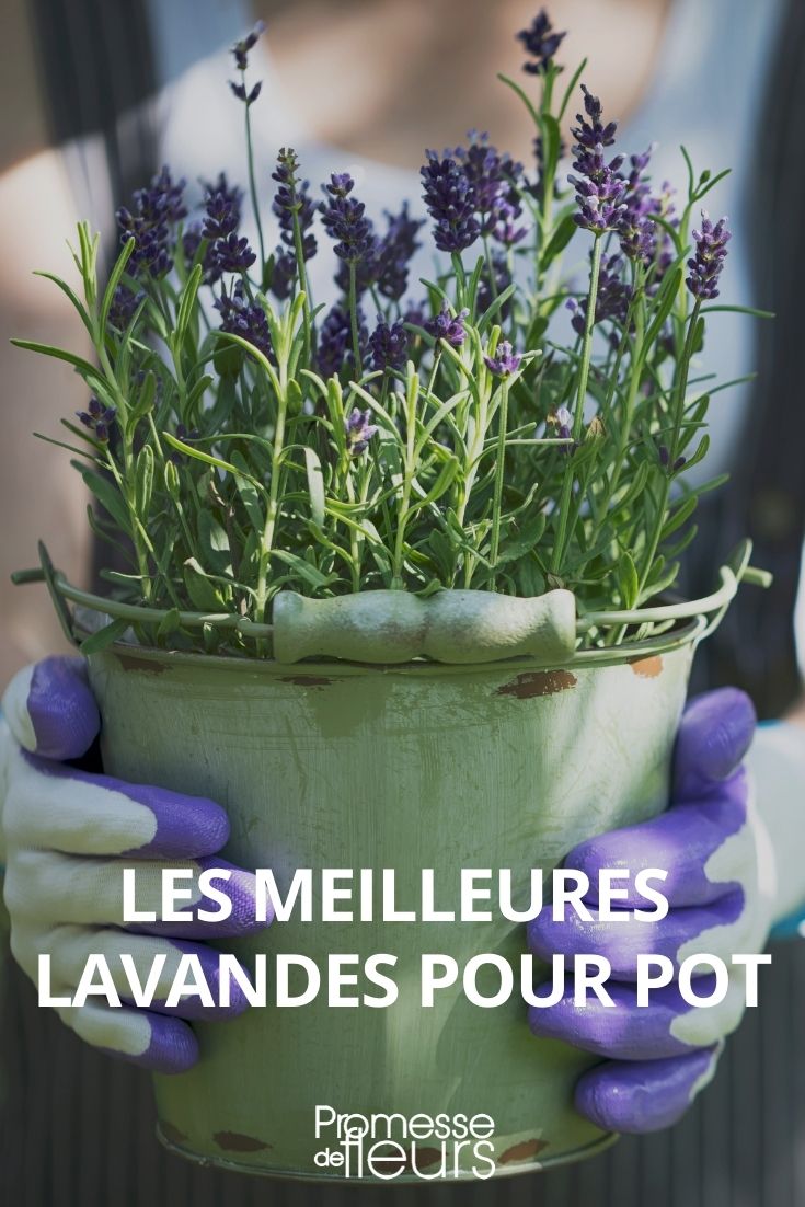 Lavendelsorten Lavandula für Topf, Kübel und Blumenkasten