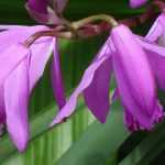 Winterharte Orchideen für den Garten