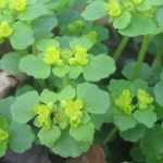 Chrysosplenium (Milzkraut): Pflanzen, Pflege & Standort