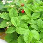 Erdbeeren auf dem Balkon anbauen