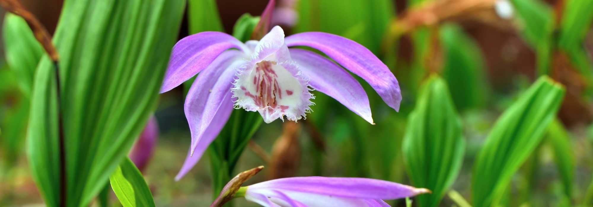 Pleione im Topf kultivieren