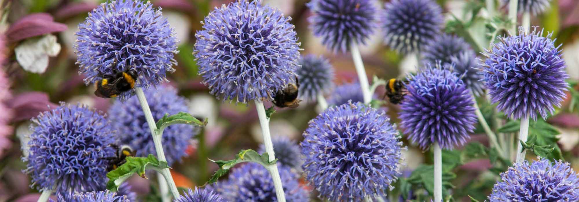 Kugeldistel kombinieren