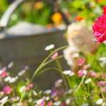 Gartenarbeiten im Juni