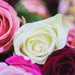 Die Sprache der Rosen