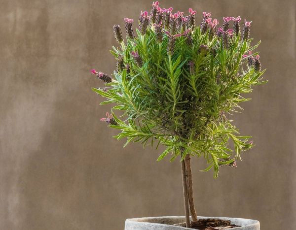 Lavendel als Hochstämmchen erziehen