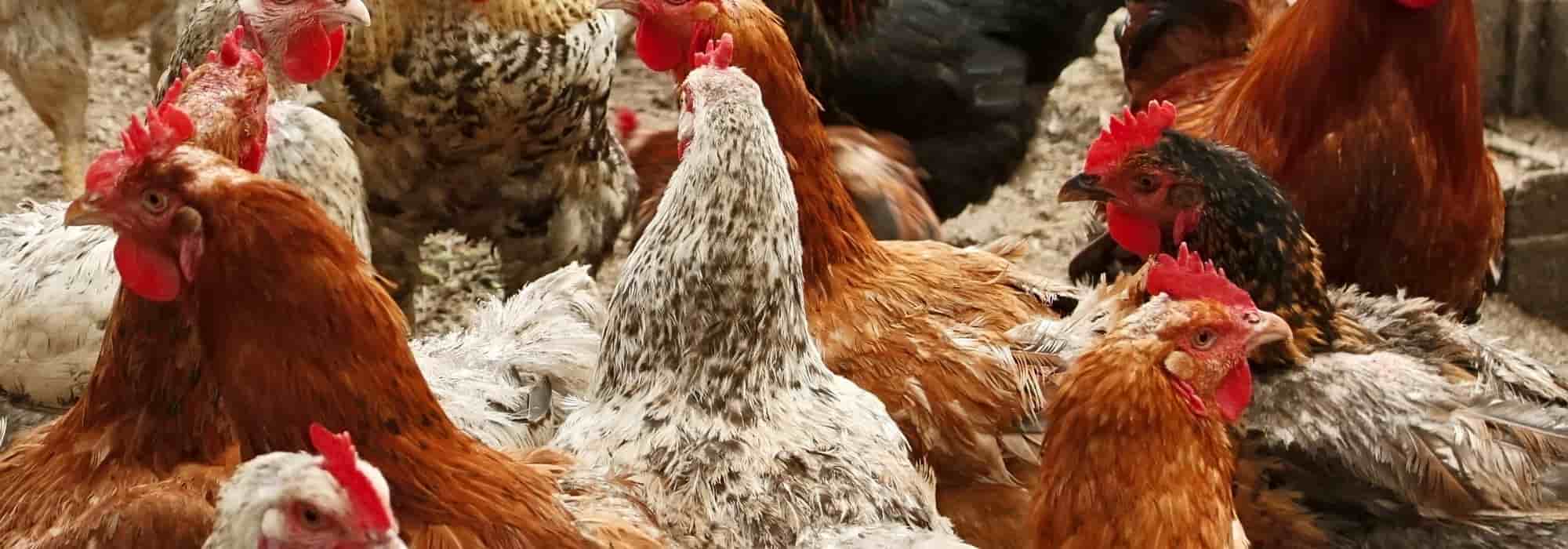Die beliebtesten Hühnerrassen für den Hühnerstall
