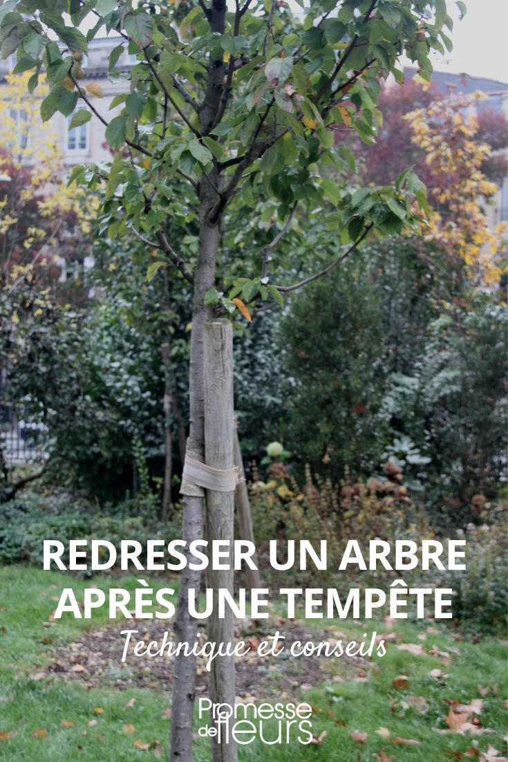 unsere Tipps zum Aufrichten eines Baumes nach einem Sturm