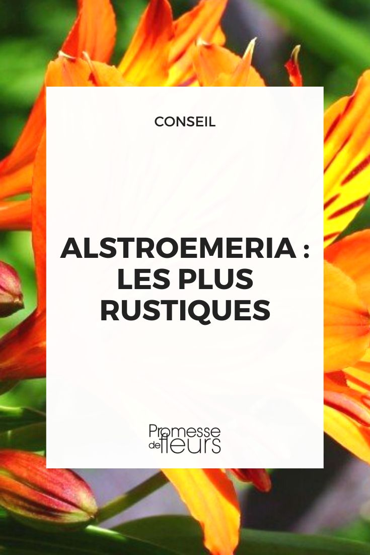 Winterharte Alstroemeria