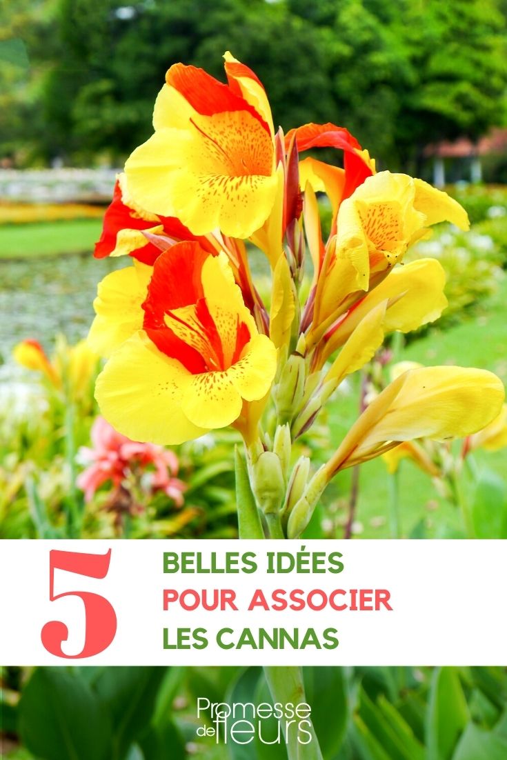 Kannas im Garten kombinieren