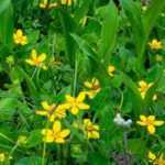 Chrysogonum kombinieren