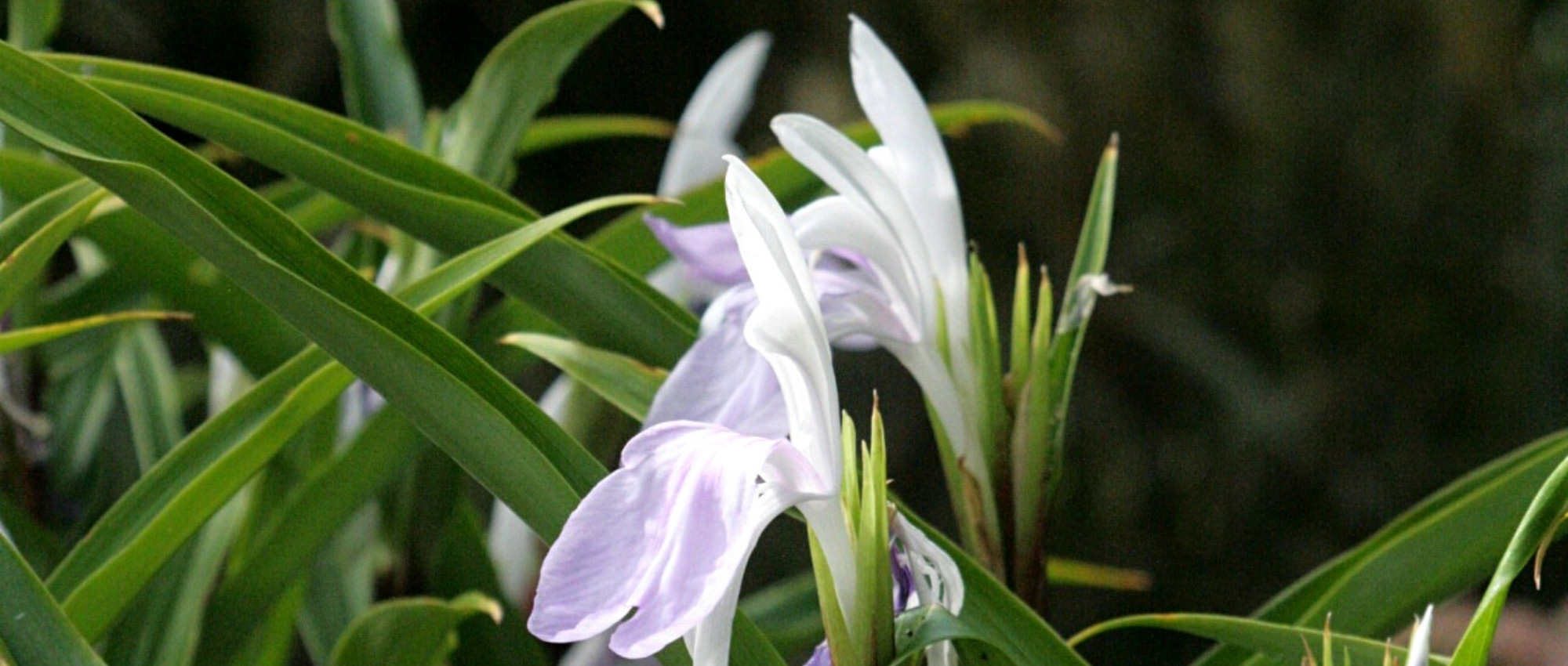 Ingwerorchidee im Topf kultivieren