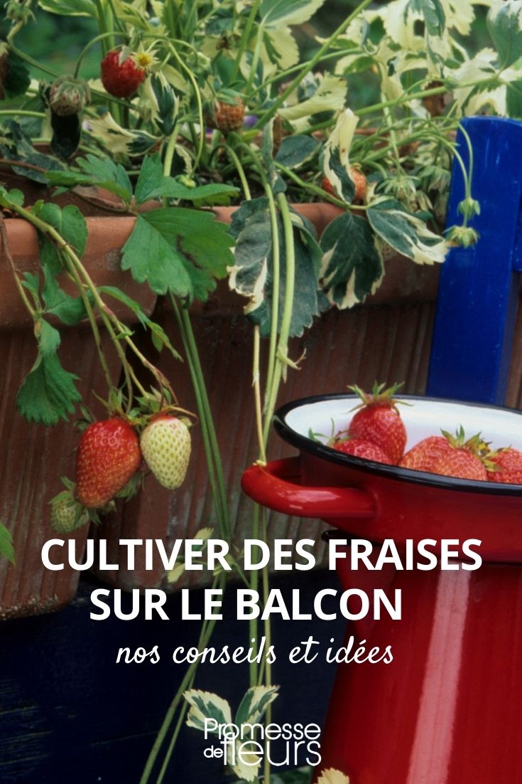 Erdbeeren im Topf oder Balkonkasten kultivieren